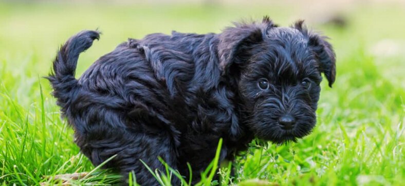 How to train your puppy to go potty
